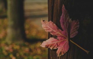 What autumn teaches us about letting go